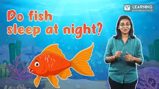 Do Fish Sleep at Night? Do Fish Sleep with Open Eye? | Vista's Learning Fun Facts