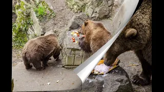 Medvědi  v Českém Krumlově