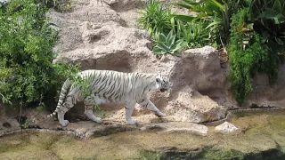 white tiger at loro park Tenerife