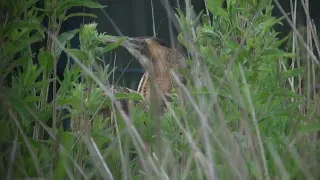 Eurasian Bittern   Roerdomp   Zuid Holland   The Netherlands   Luuk Punt 240601 1