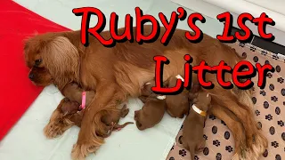 Cavalier King Charles Spaniel Birth Rubys 1st Litter Puppies