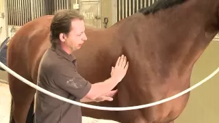 Assess and treat rear of withers, neck and girth in horses with Christian Langeder