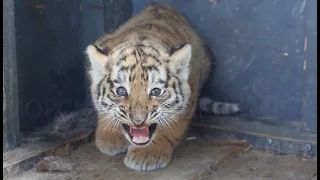 Амурские тигрята, дети знаменитого тигра Амура, подрастают в Приморском Сафари парке