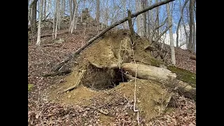 A windy walk in the woods #hiking#naturewalk