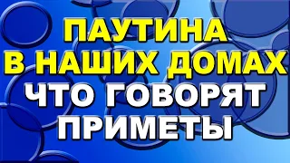 О чем может говорить появление паутины в вашем доме? Что стоит делать? Что говорят приметы?