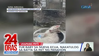 Aso sa Nueva Ecija, nakatulog sa batya | Aso sa Aurora, nakipaglaro sa alon ng... | 24 Oras Weekend