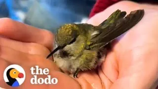 Family Rescues A Tiny Hummingbird Tangled In A Spiderweb | The Dodo