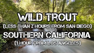 Southern California WILD BROWN AND RAINBOW TROUT Fishing & Camping!!!  (San Bernardino Mountains)