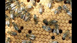 основные ошибки пчеловода в августе, которые могут привести к осенней гибели пчел