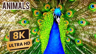 ULTIMATE WILD ANIMALS COLLECTION 8K ULTRA HD / 8K TV