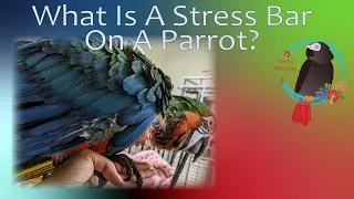 What is A Stress Bar On A Parrot Feather?