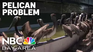 Wildlife experts highlight brown pelicans problem after viral appearances at Giants games