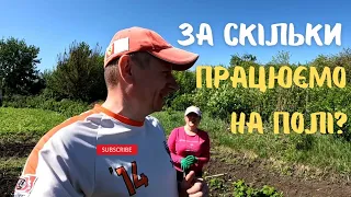 ❌За скільки пішли працювати ⁉️ Бізнес в селі на малині ☑️ Прополка малини в рядках.