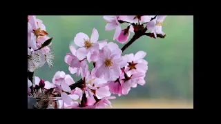 A.Vivaldi - Four Seasons (spring).
