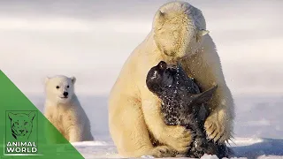 6 merciless bear attacks recorded on camera! | Animal World