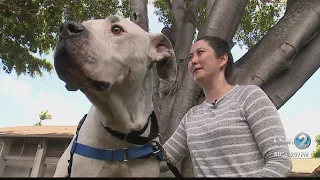 Hawaiian Humane  Society adds new incentives to adopt older pets