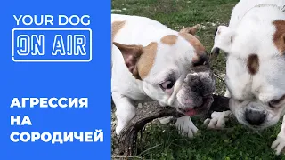 Рассказываю про агрессию на сородичей 🎙️ Как не воспитать тирана 🐩 Ошибки в воспитании щенка 🐕