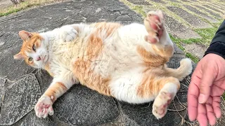 A cat that loves humans shows its stomach to humans and rolls around