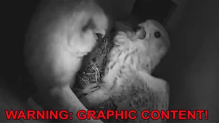 Barn Owl Attack Kestrel Nest
