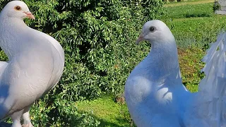 Голуби. Подарунок від товариша. Дуже красиві голуби. Виставкові пари.#голуби #голубятник #pigeons