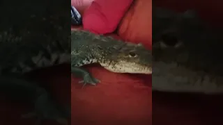 Домашний крокодил