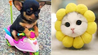 Funniest Animals 2024 😂 Best Funny Cats and Dogs 😻🐶 Part 12 | Cute Baby Dogs