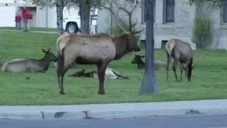 Bull elk ramming cars in Mammoth Hot Springs Video US National Park Service