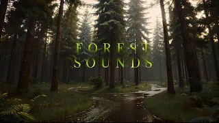 Best Sounds of Forest Sounds Woodland Ambience Beautiful Bird Song ASMR