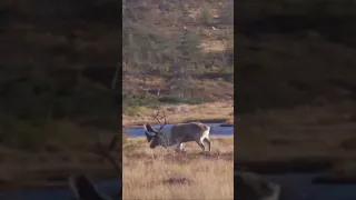 Woodland Caribou Rifle Hunt: Newfoundland