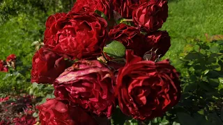 Русские кустовые розы селекции Усыниных. Обзор роз. Северо-Западный регион.