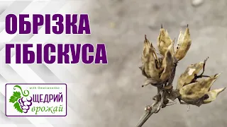 Обрізка садового гібіскуса