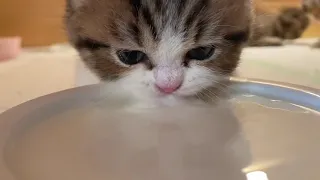 Little Kitty Drinking Milk In Her Own Way