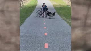 Wild turkey attacking passersby on Anacostia Riverwalk Trail in DC