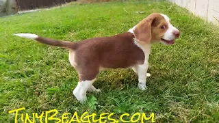 10 Week Old Pocket Beagle Puppy