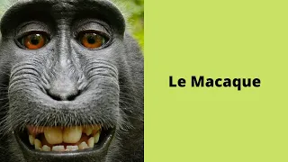 Le Macaque