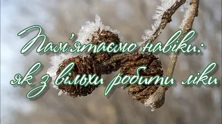 Пам‘ятаймо навіки : як з вільхи робити ліки