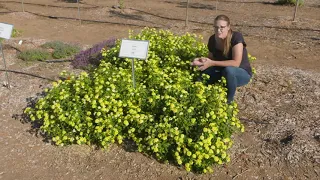 Lantana for Fall Pollinators