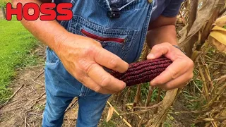 Here's Why This Is The BEST Field Corn To Grow!