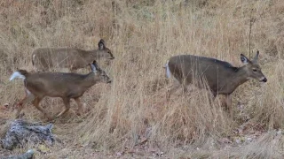 At what age can a fawn survive without its doe?