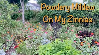 SOLUTION TO POWDERY MILDEW ON MY ZINNIAS