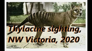 Thylacine sighting, Central Victoria 2020.