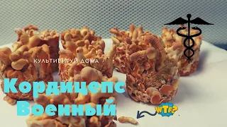 Кордицепс Военный (Cordyceps Militaris) - Выращиваем грибы