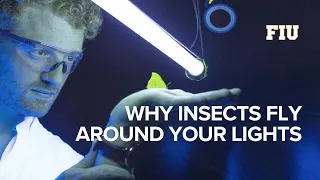 The reason insects fly around light will surprise you