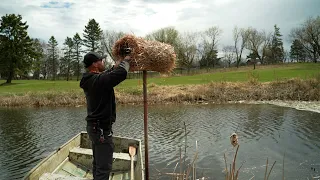 Habitats for ducks at Dwan Golf Course