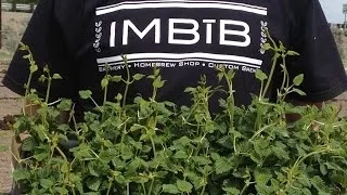 Help us find a Home for IMBĪB Custom Brews