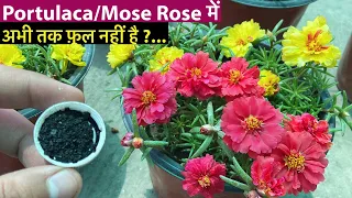 Portulaca में फ़ूल नही आये तो करो ये 3 काम || Moss Rose Summer Care Tips And Fertiliser