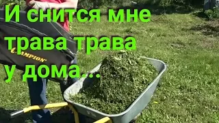 Мульчирование скошенной травой.  Польза или вред?