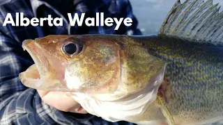 ICE FISHING For Southern ALBERTA WALLEYE!