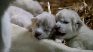 White lion cubs just born - HD