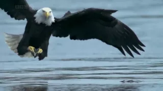 AQUILA VS SALMONE - BALD EAGLE VS SALMON (HD)